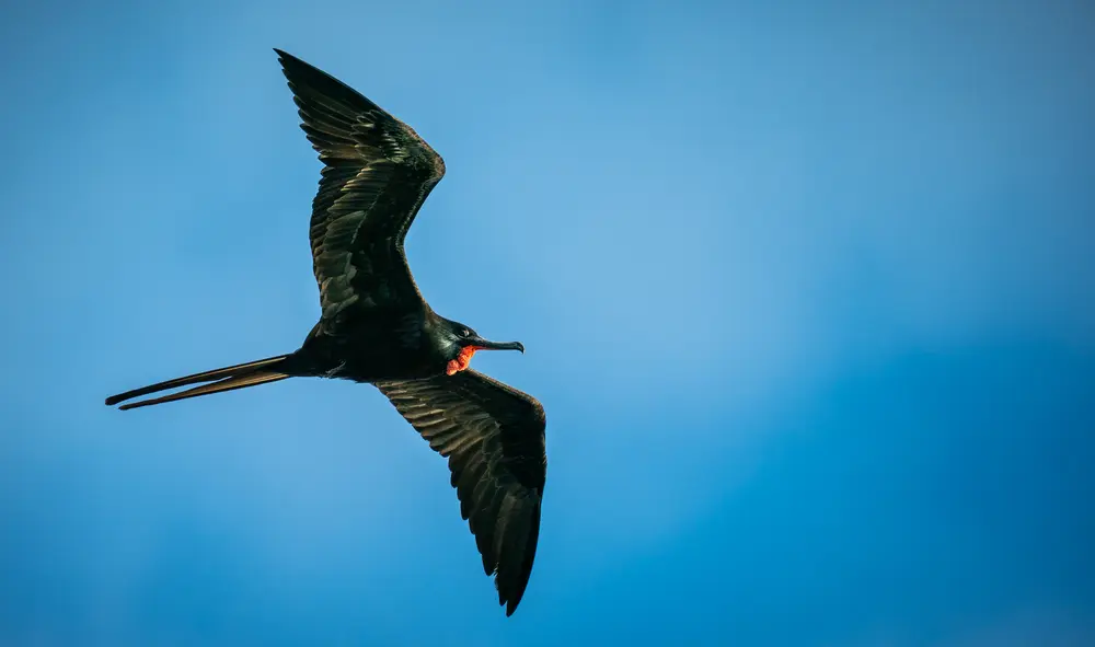 Galápagos — photograph 1