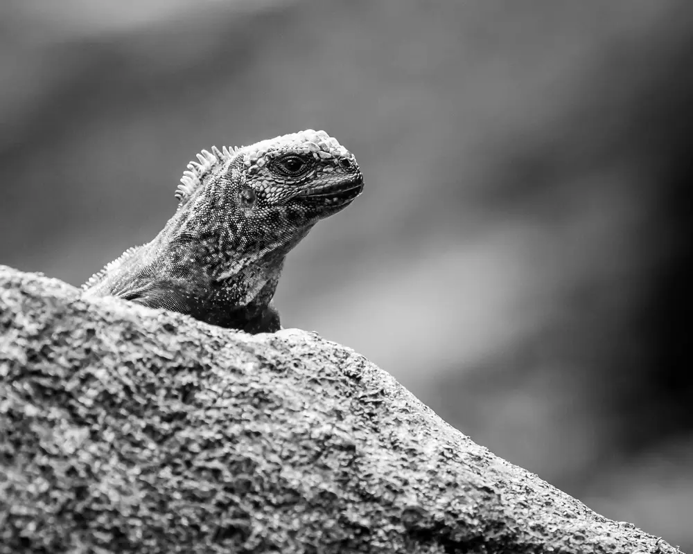 Galápagos — photograph 4