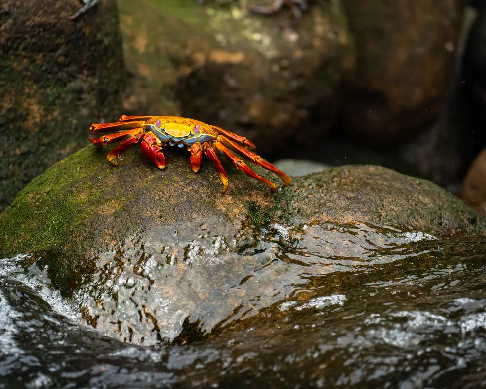 Galápagos — photograph 5