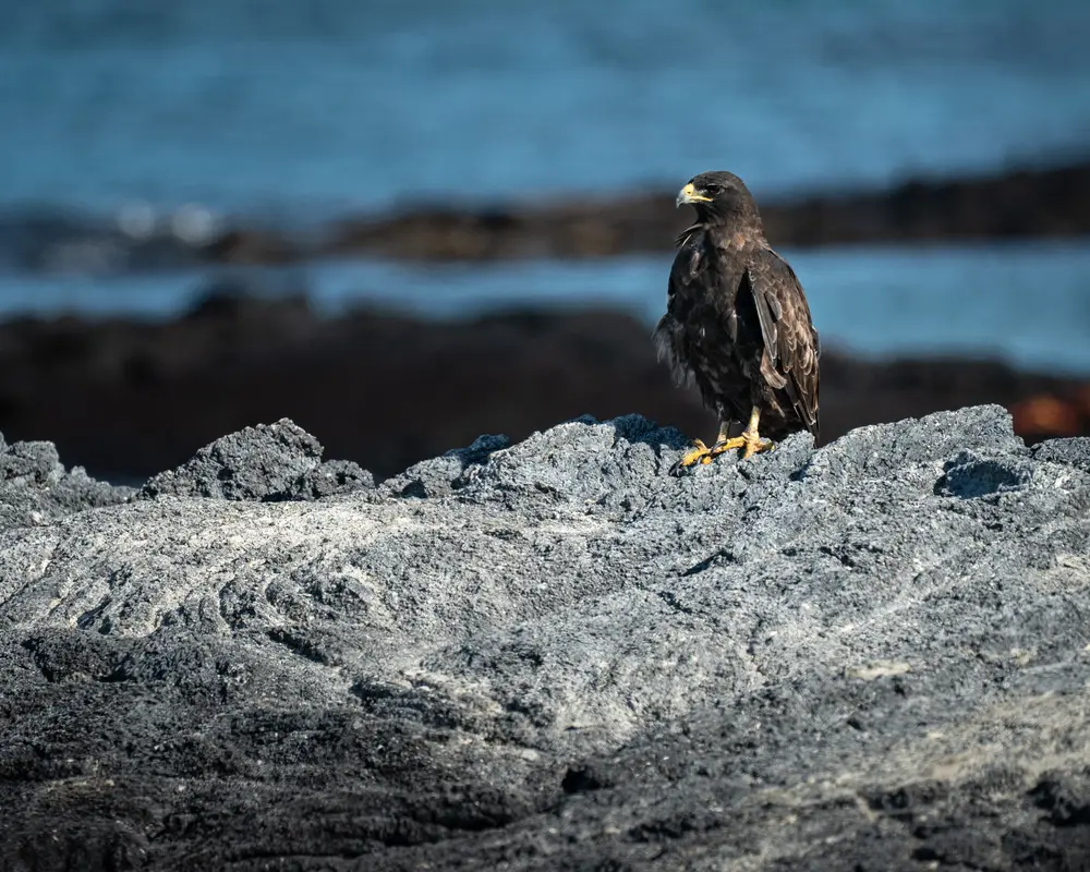 Galápagos — photograph 7