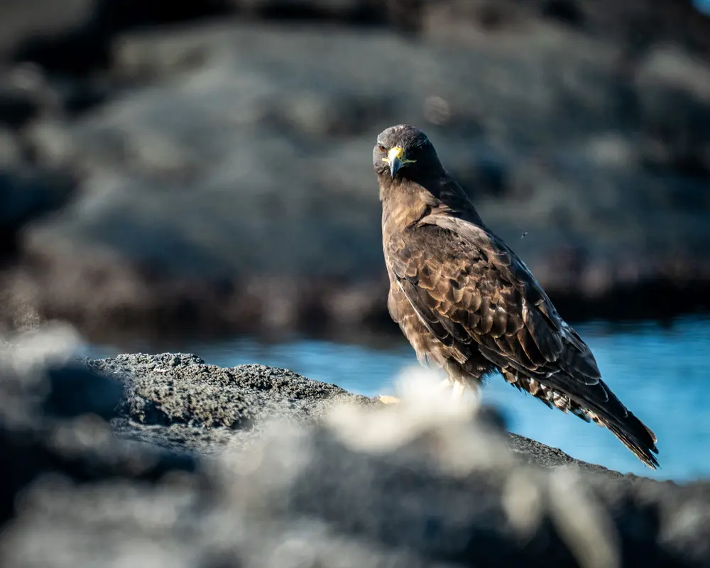 Galápagos — photograph 8