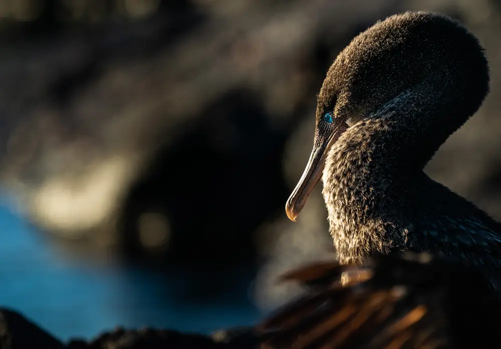 Galápagos — photograph 10