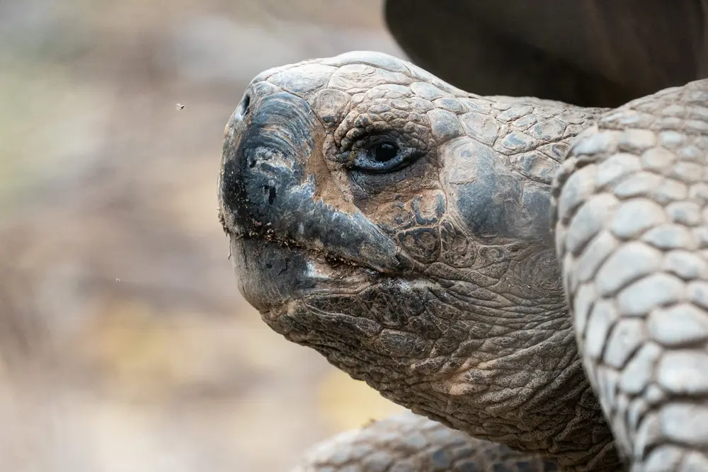 Galápagos — photograph 12