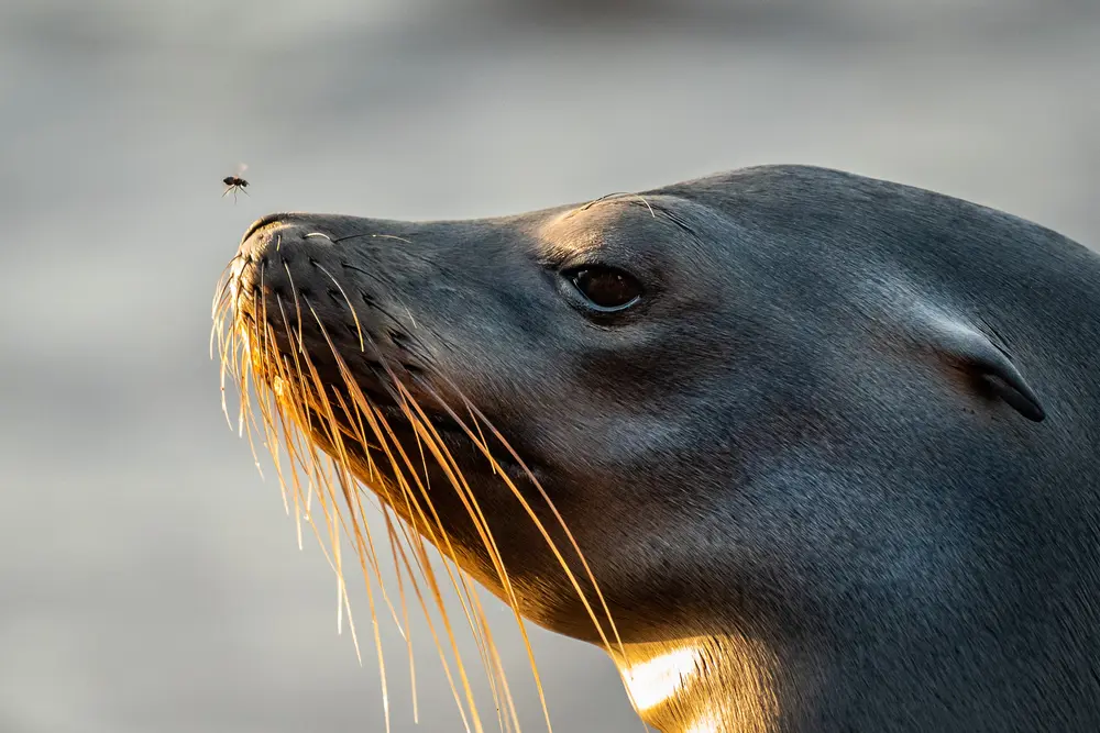 Galápagos — photograph 16
