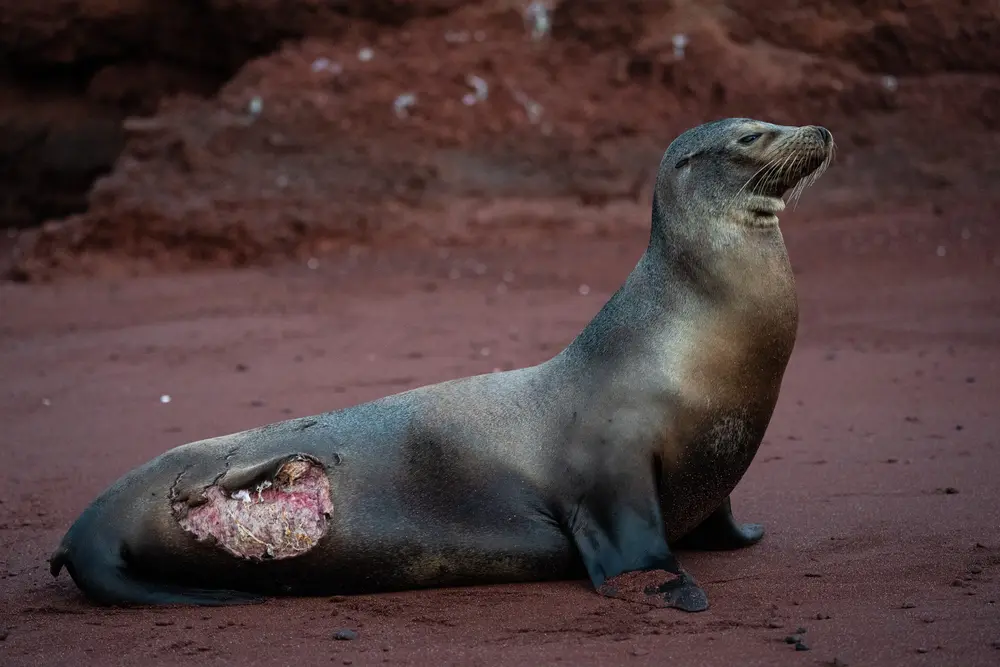 Galápagos — photograph 19