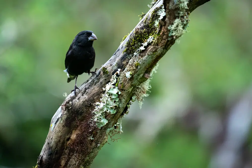 Galápagos — photograph 22