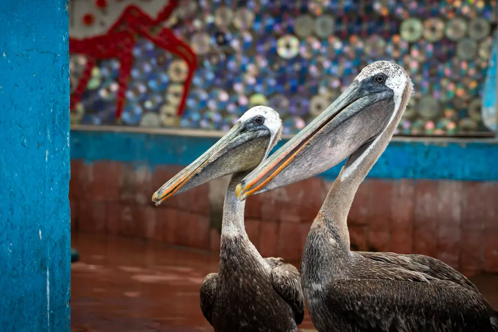 Galápagos — photograph 25