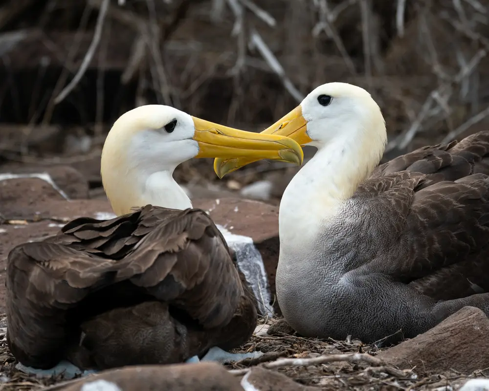 Galápagos — photograph 27