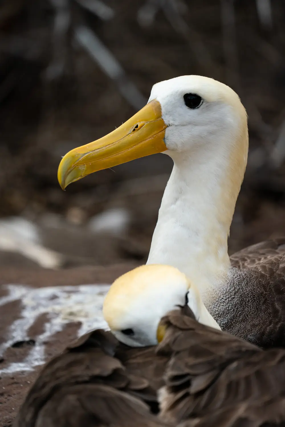 Galápagos — photograph 28