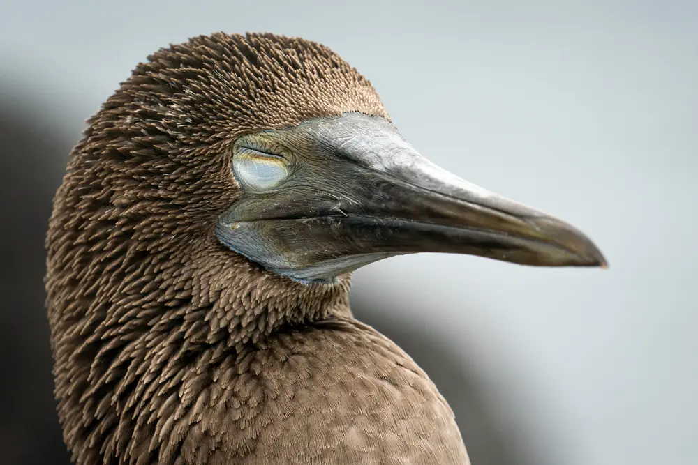 Galápagos — photograph 29