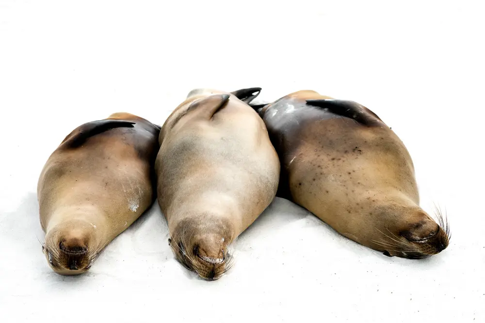 Galápagos — photograph 30