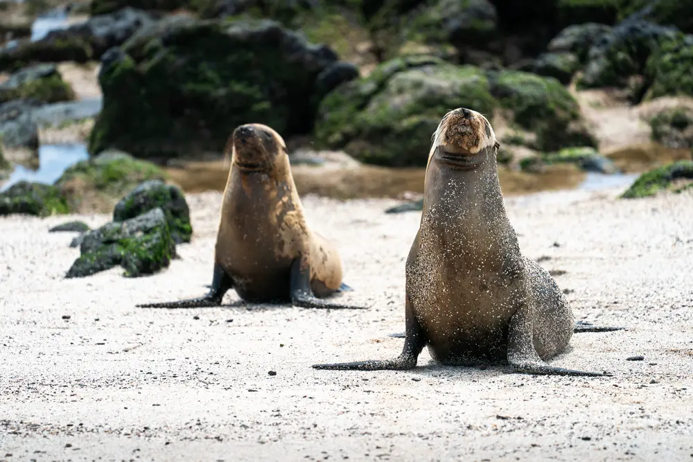 Galápagos — photograph 33