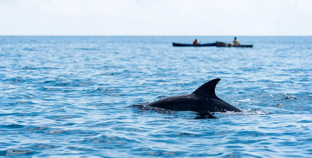 Tim Rees — dolphins and kayak